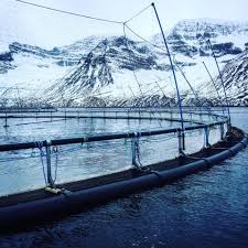 Iceland company to boost Arctic char aquaculture investment