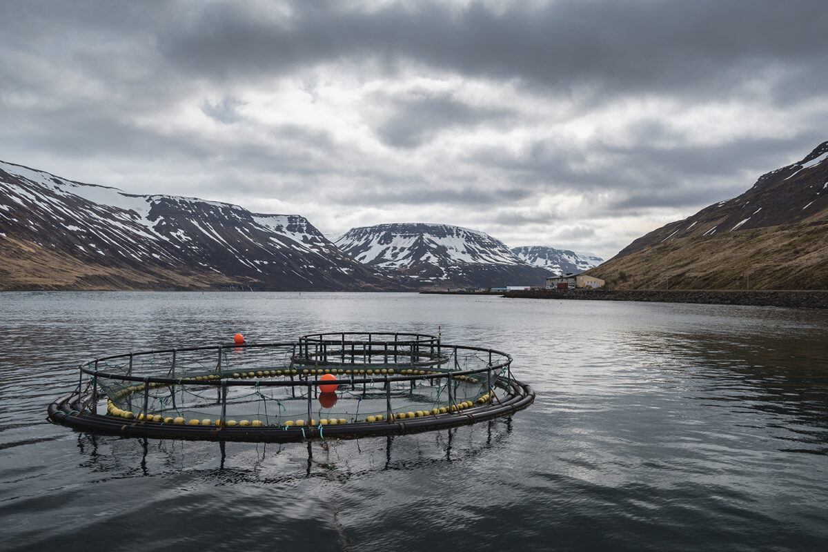 Row over fjord salmon licences erupts in Iceland