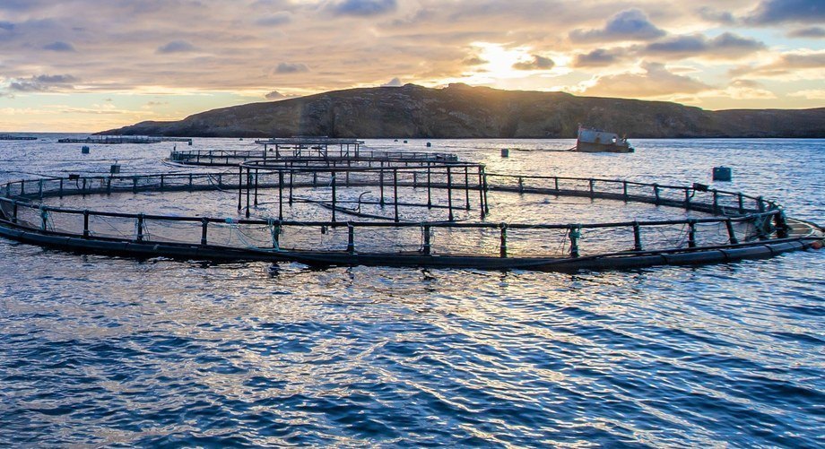 Scottish aquaculture worth £885 million