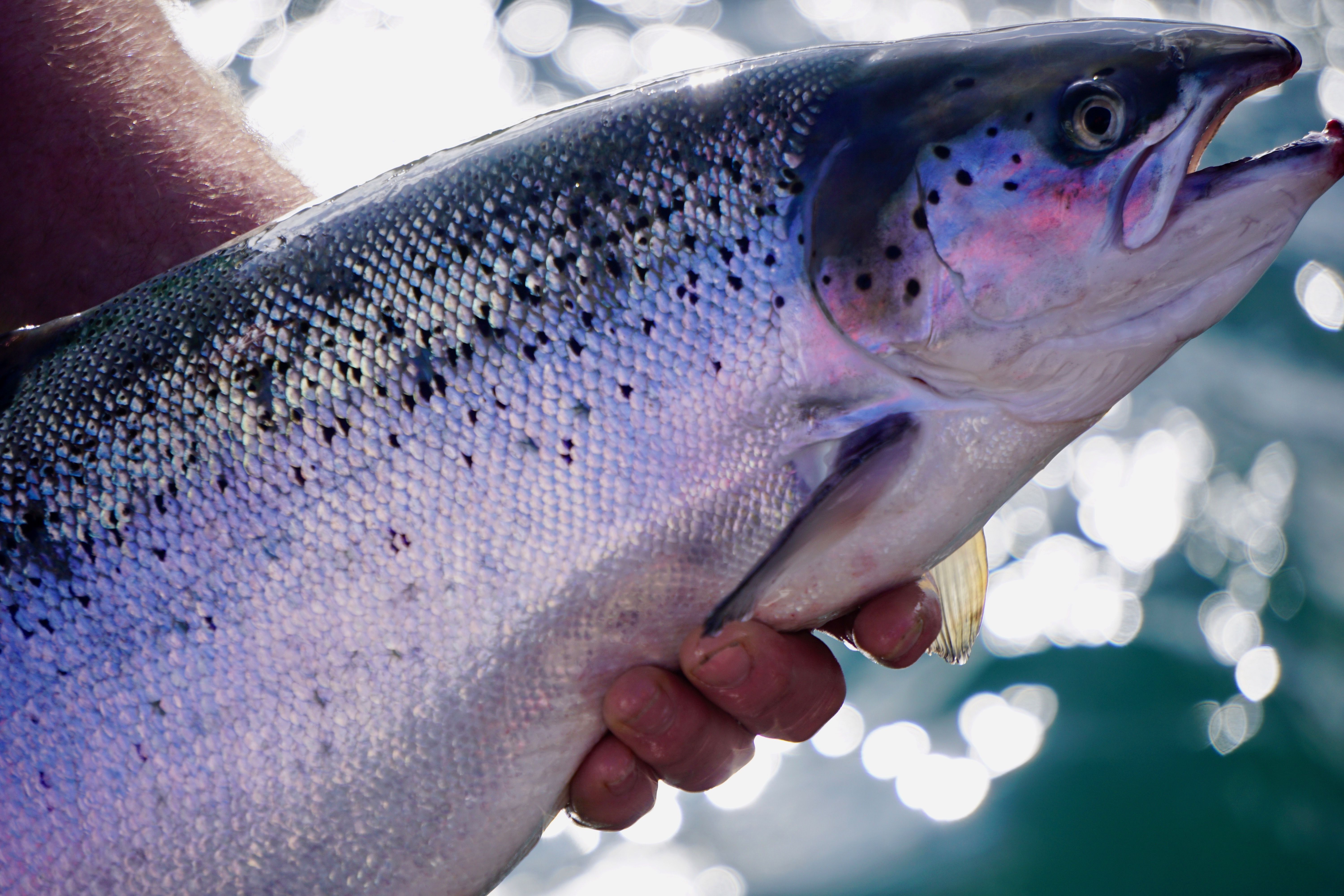 Salmon farmers in talks over wild fish fund