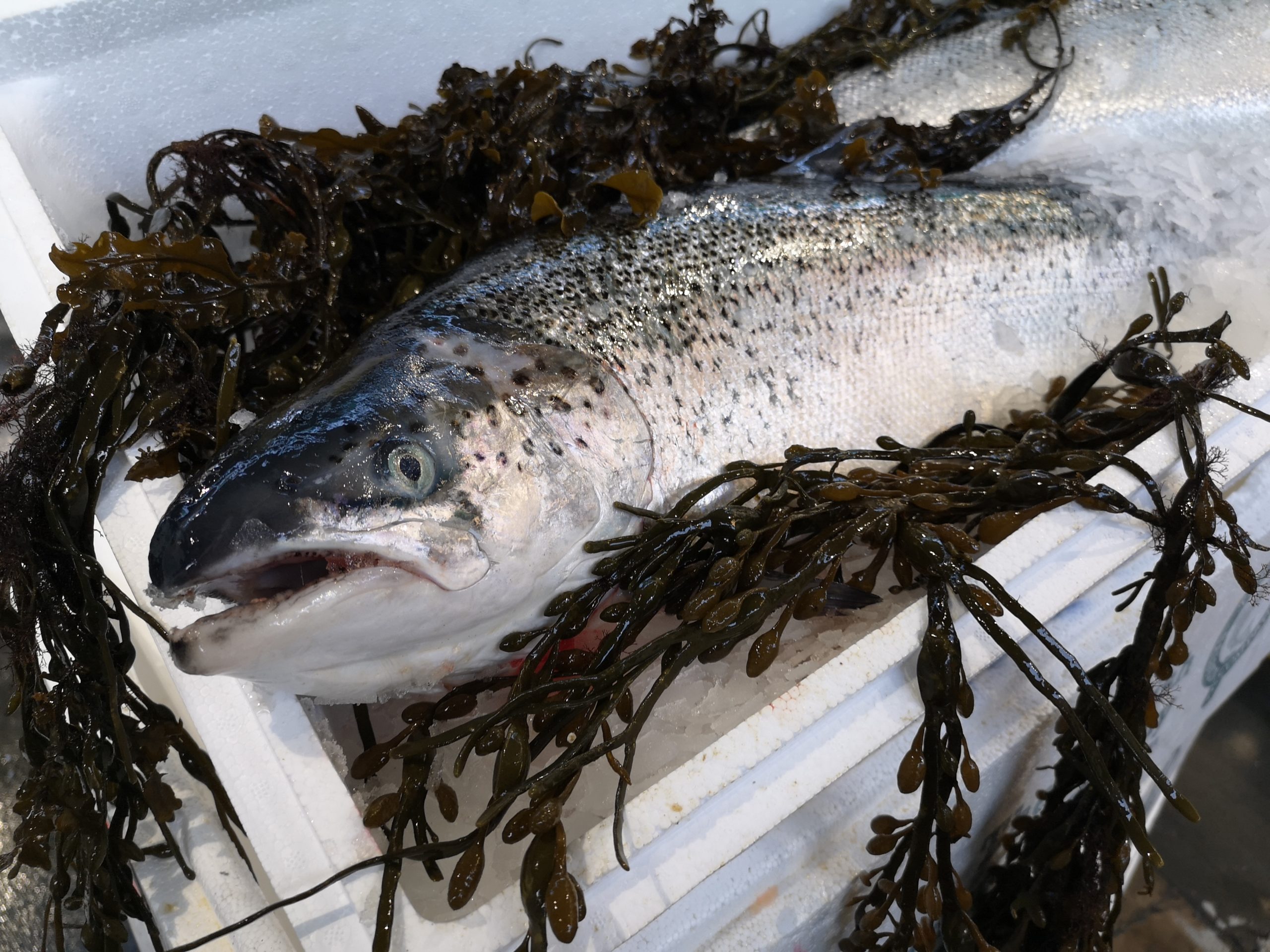 Salmon farmers\' bid to beat coronavirus challenge