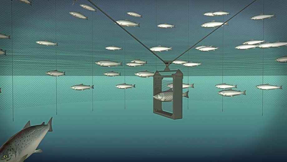 MSD counts advantages of Vaki acquisition