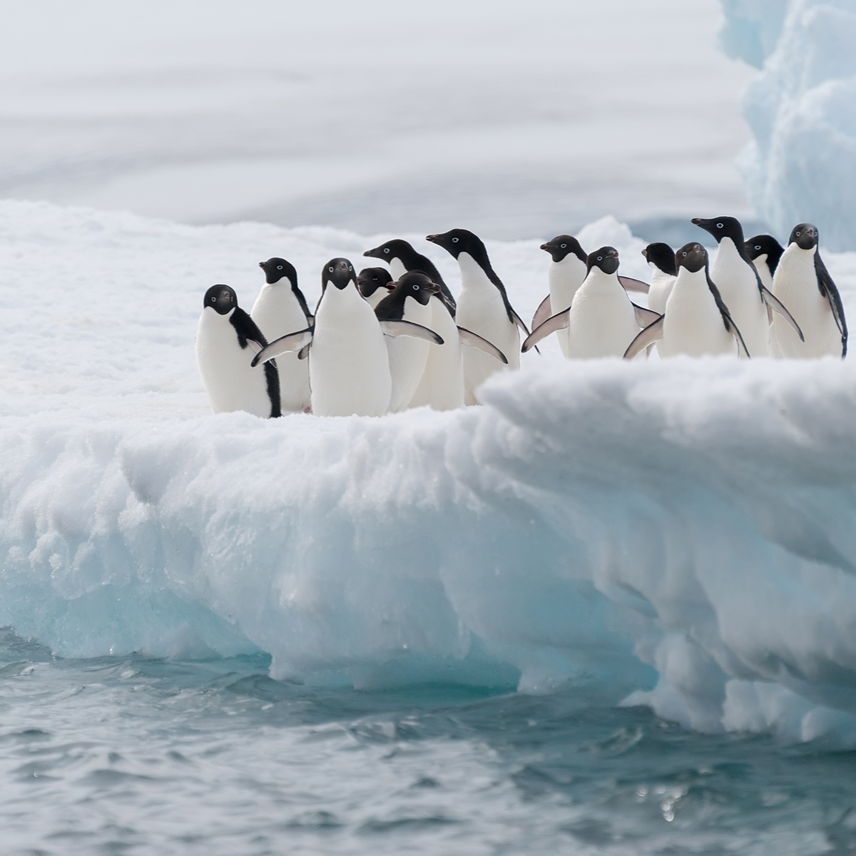 Krill industry joins forces to protect penguins in Antarctica