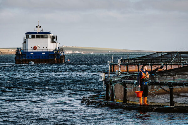 Bumper Q4 revenues and profits for Scottish Sea Farms