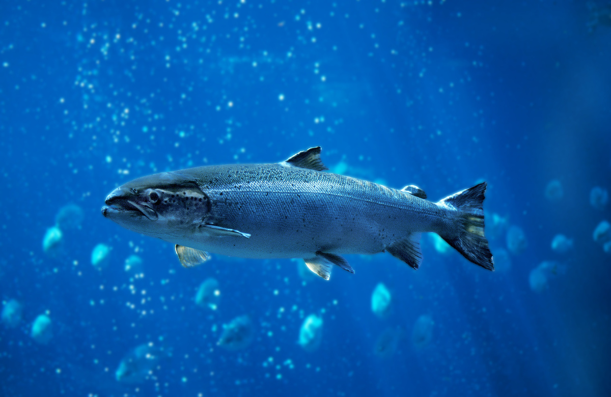 AtlanticsalmonAdobeStock317286