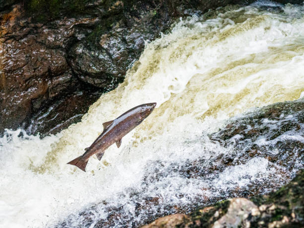 Wild Atlantic salmon "facing major threat"