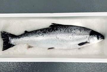 Grieg hails successful first Newfoundland salmon harvest