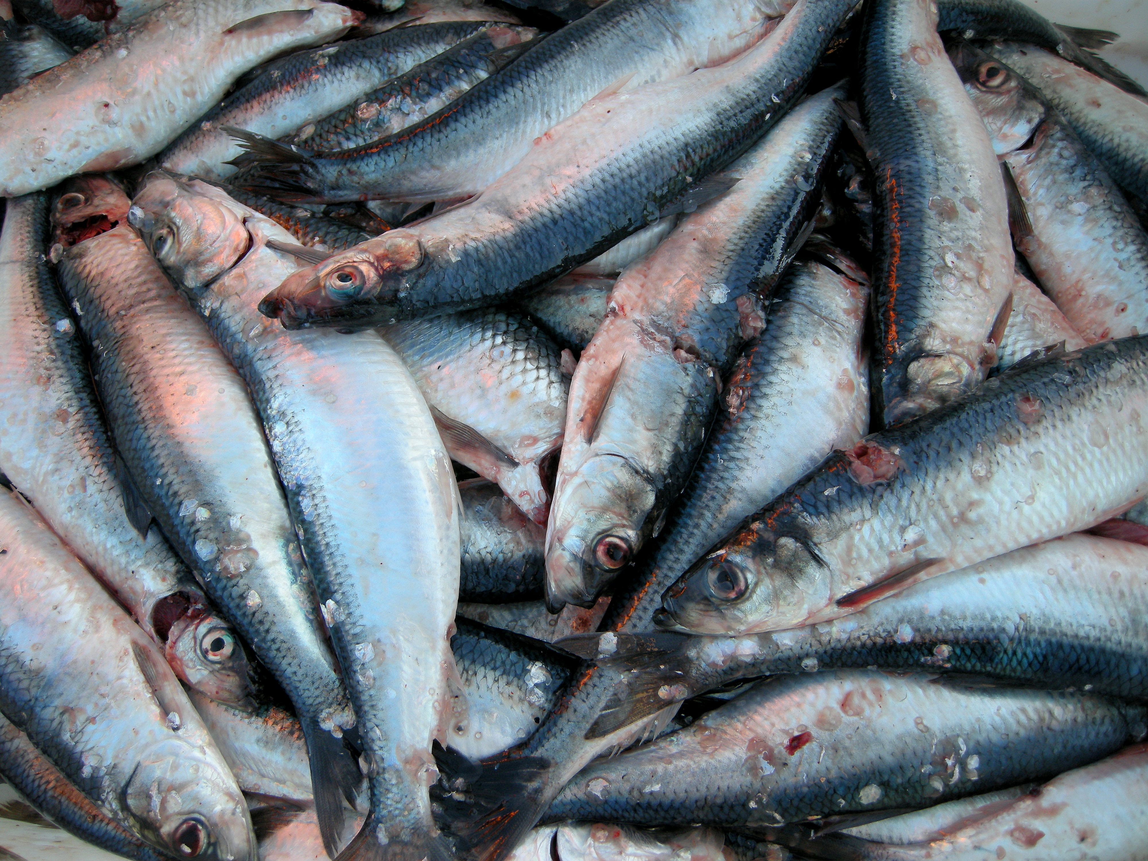 800,000 wild fish killed by salmon delousing - claim