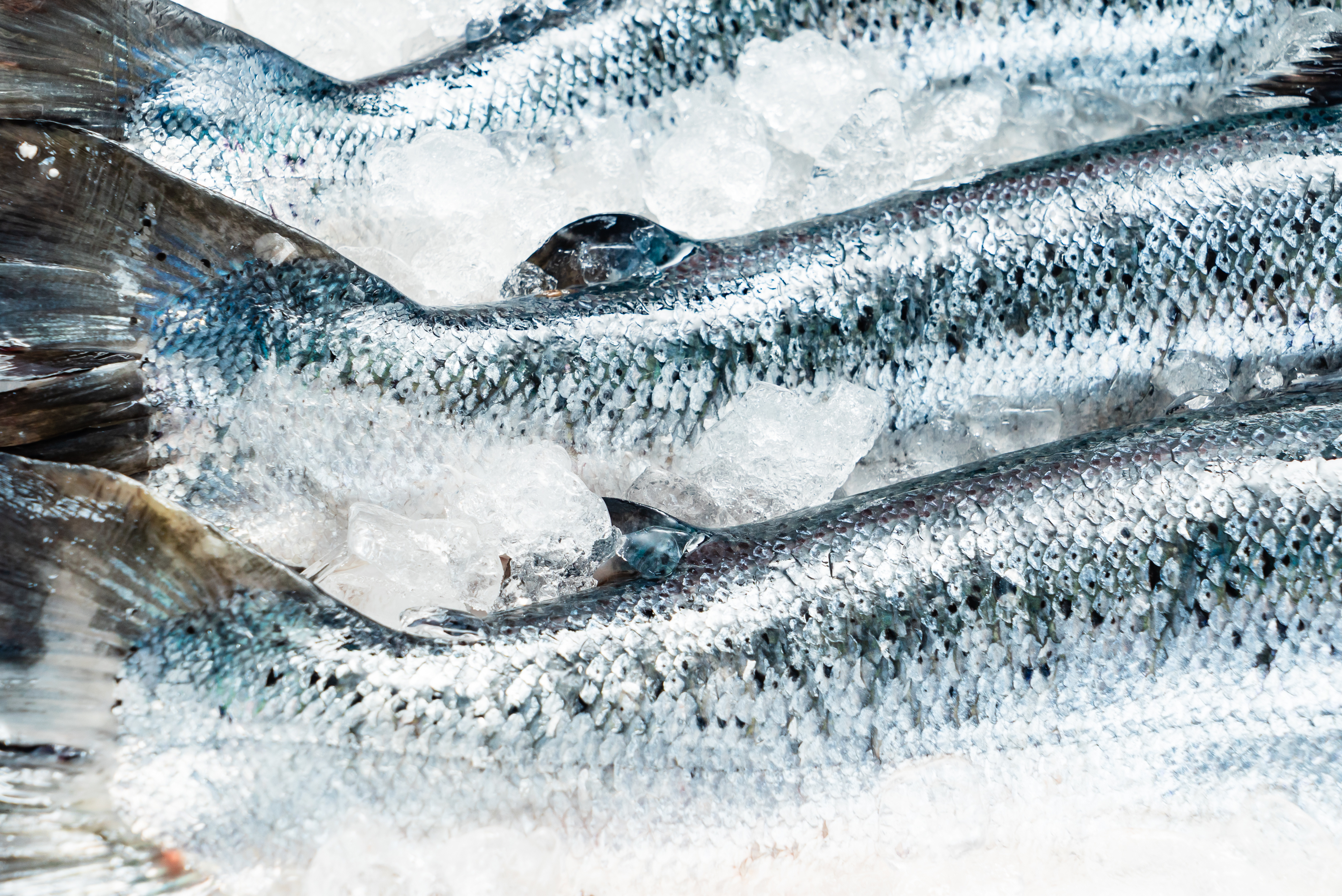 BREAKING - Norway's salmon 'big six' did violate rules, says EU