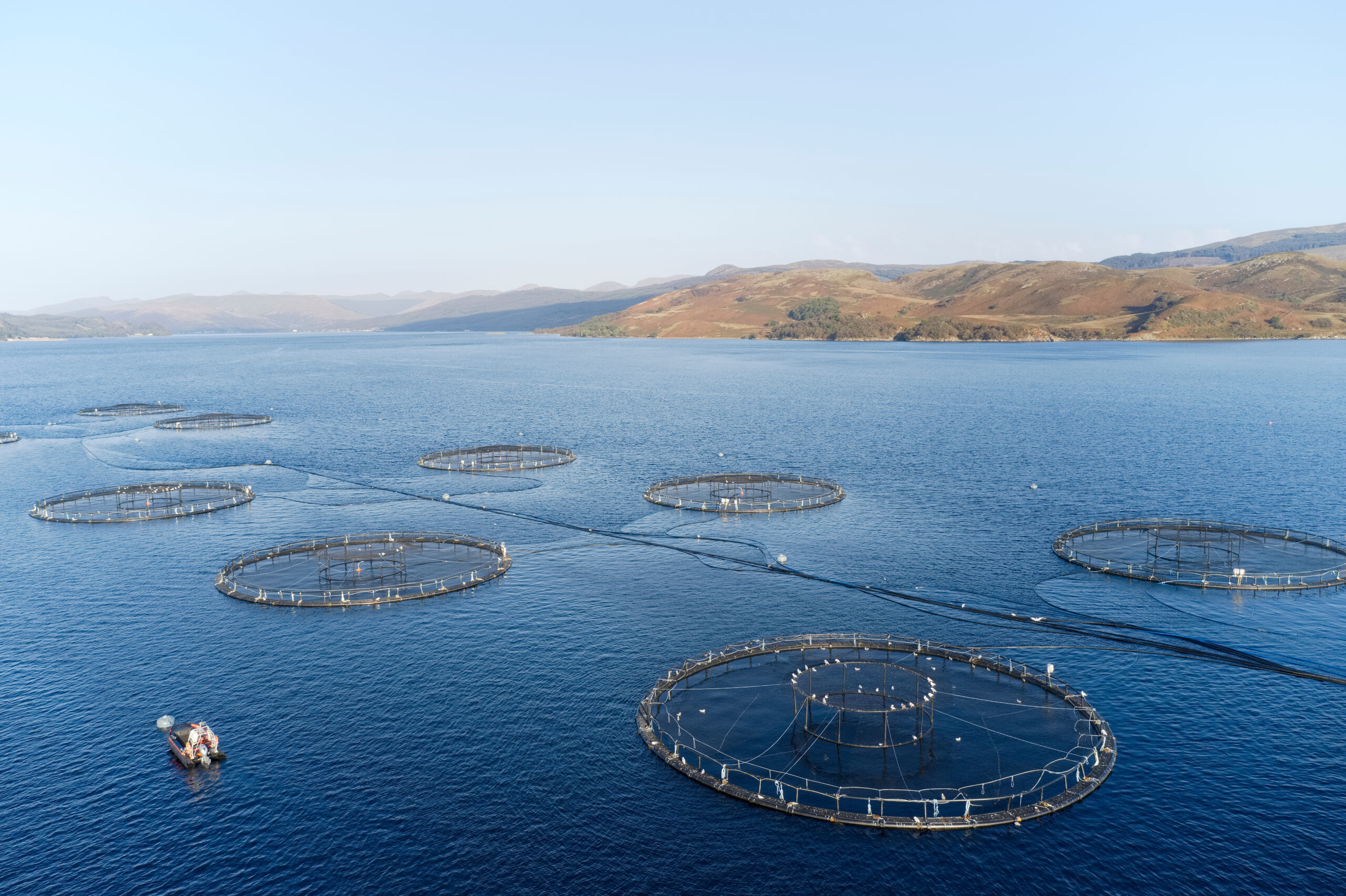 Award launched to recognise salmon farming’s rising stars