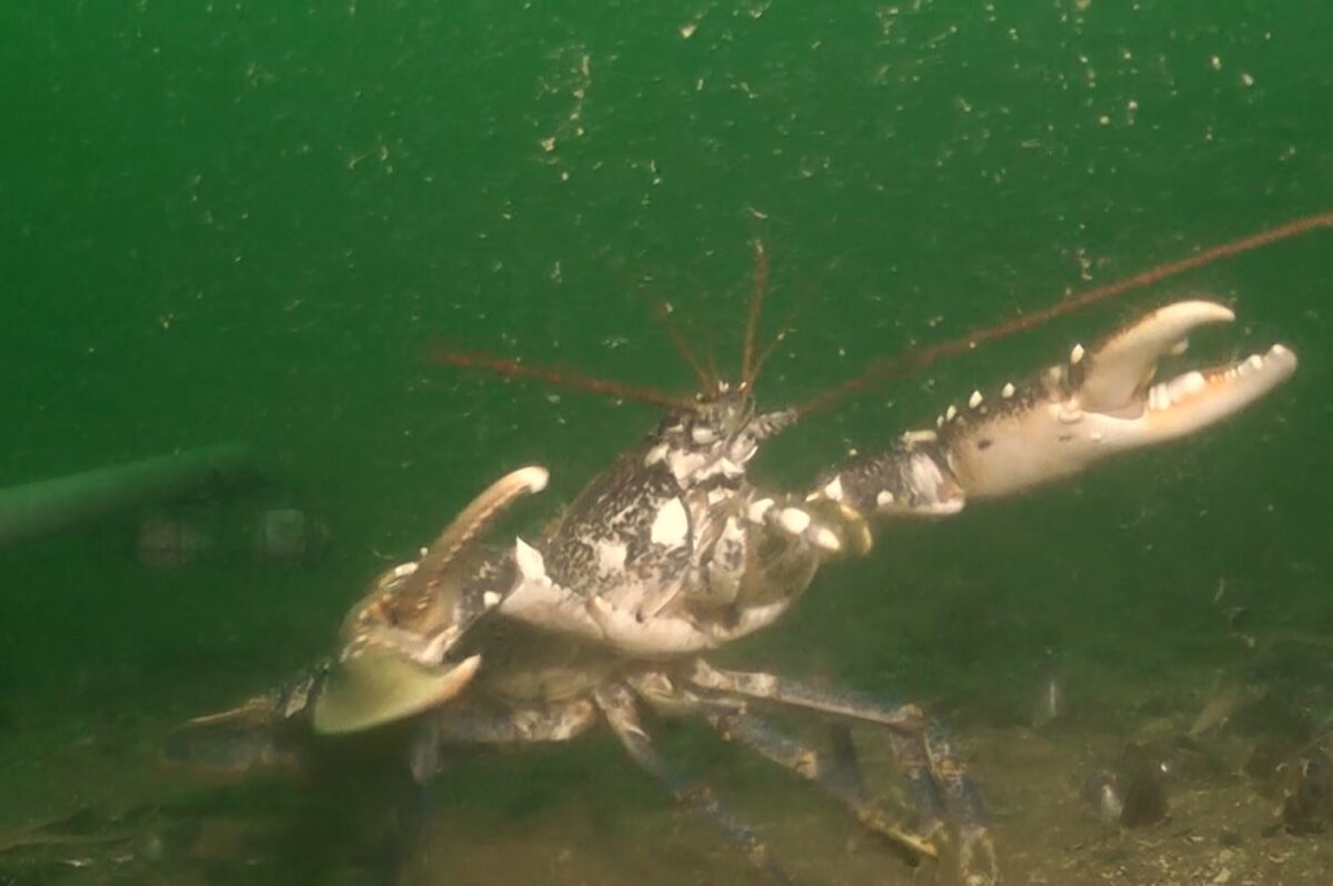 Research set to assess benefits of offshore shellfish farming