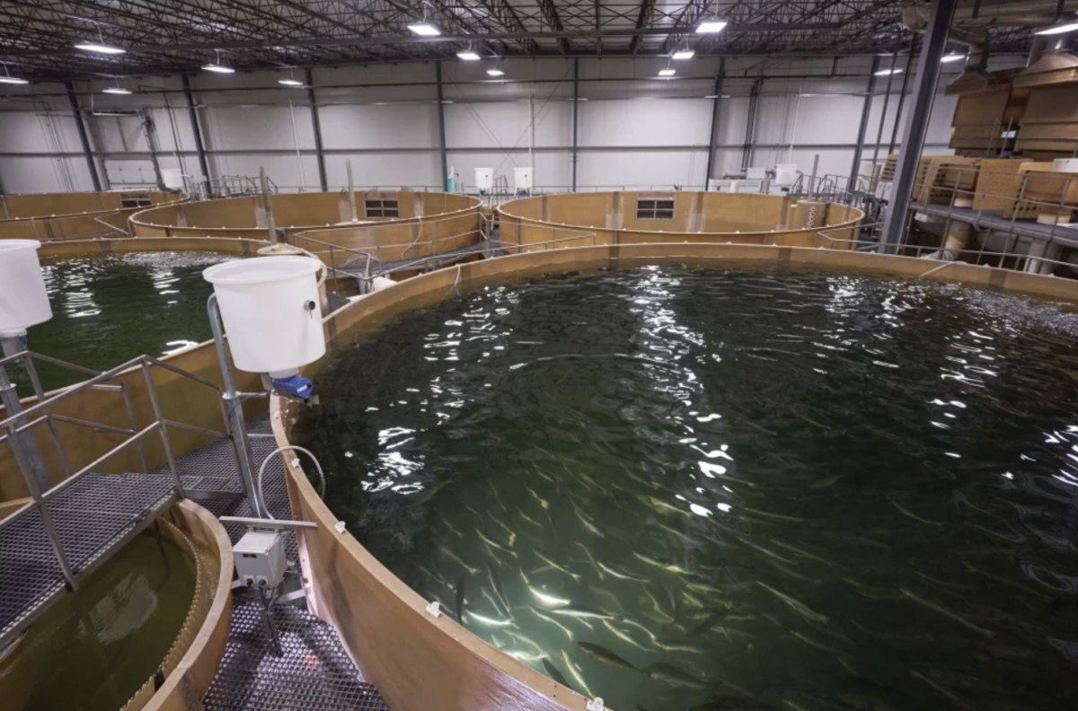 AquaBounty sells its Indiana farm to another RAS producer