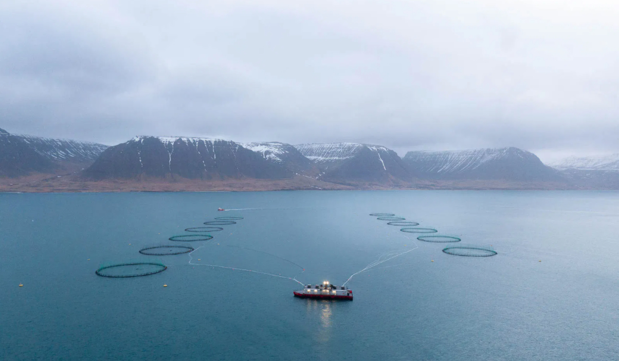 AI cameras used to study salmon behaviour