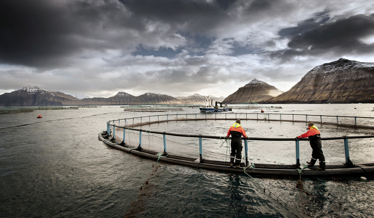 Bakkafrost pen, Faroes