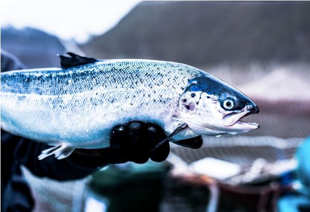 Feed from Scotland helped Cooke produce Chile's first organic farmed salmon