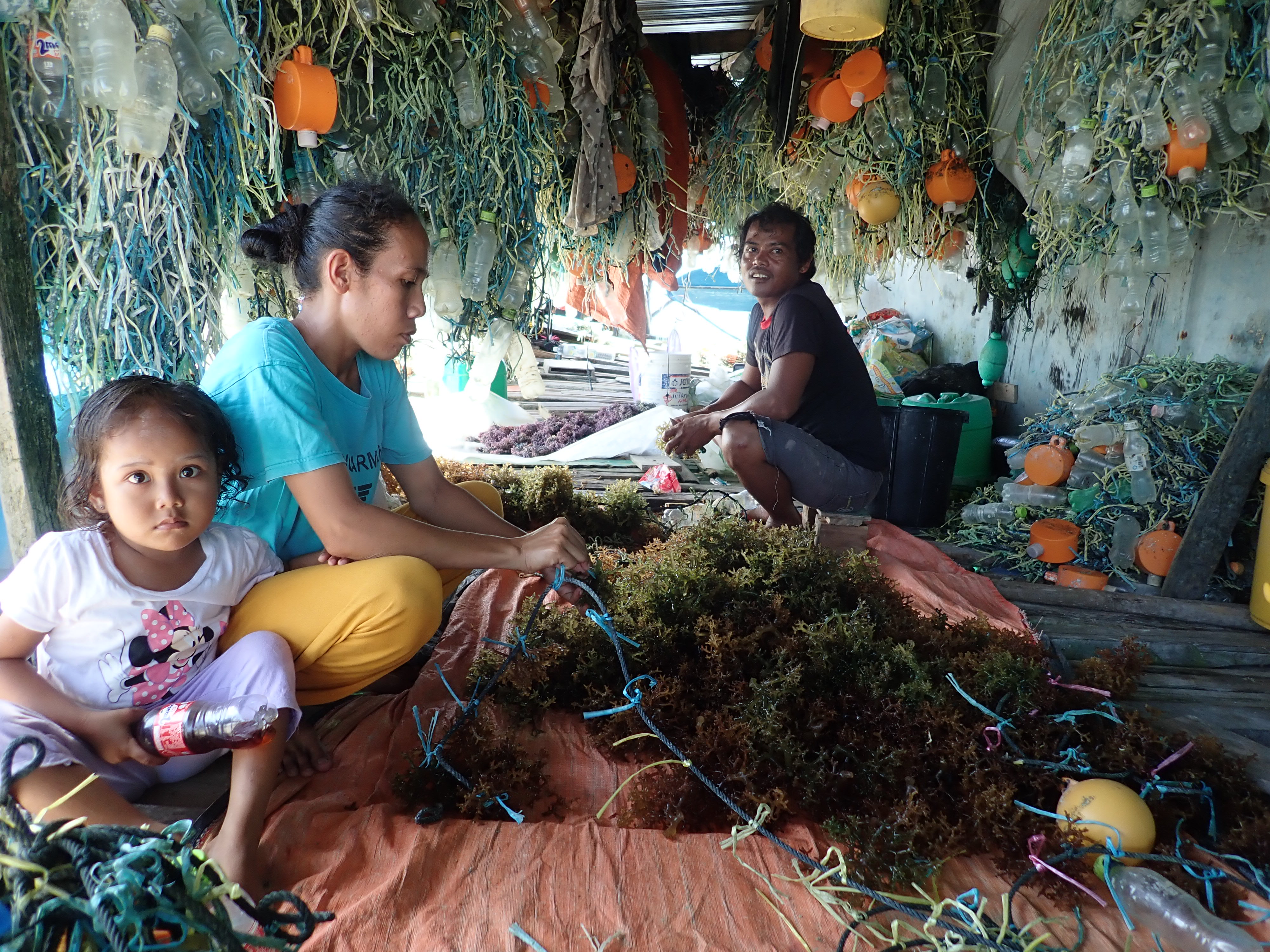 Save our seaweed: scientists launch global initiative