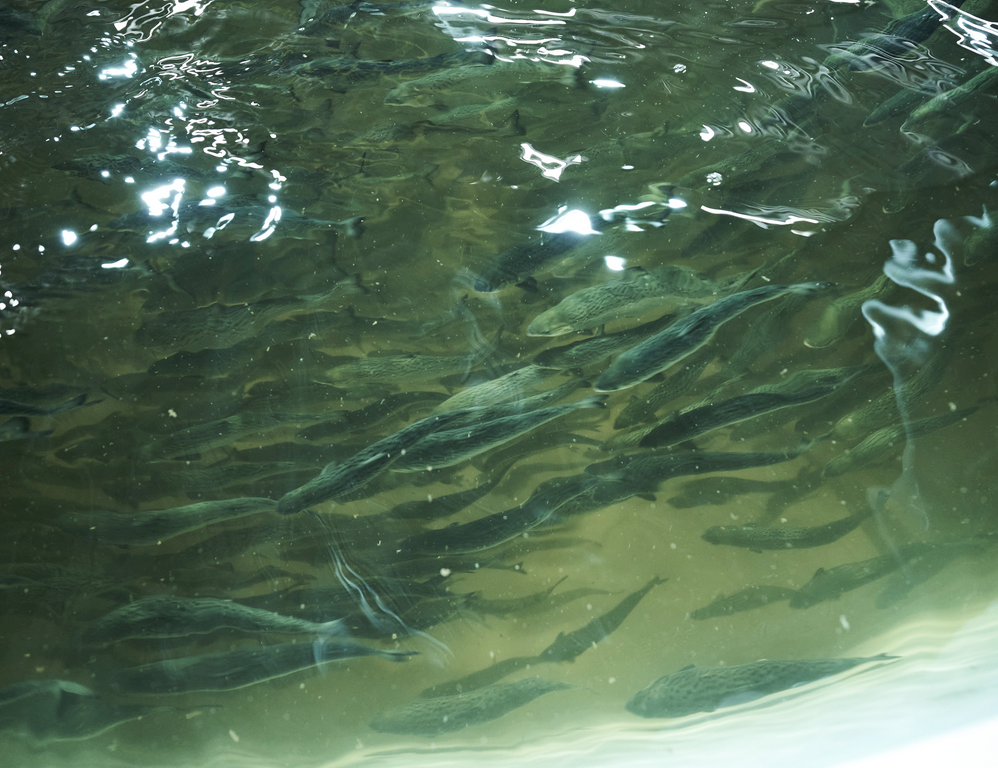 Proximarfishpng