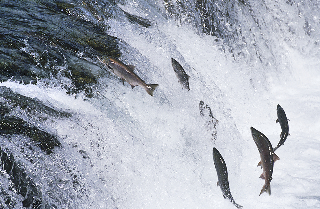 OPINION: Success in the salmon farming zone