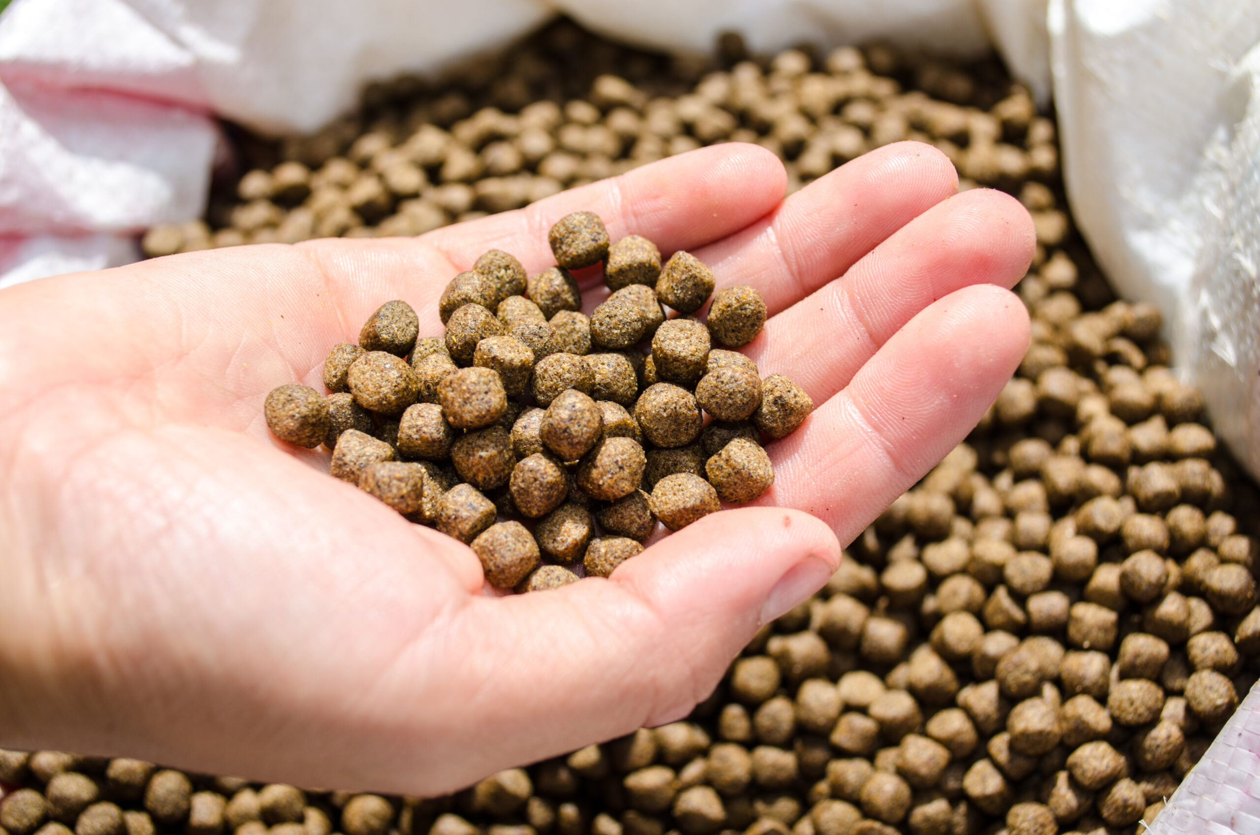 Portuguese project aims to create sustainable aquafeed