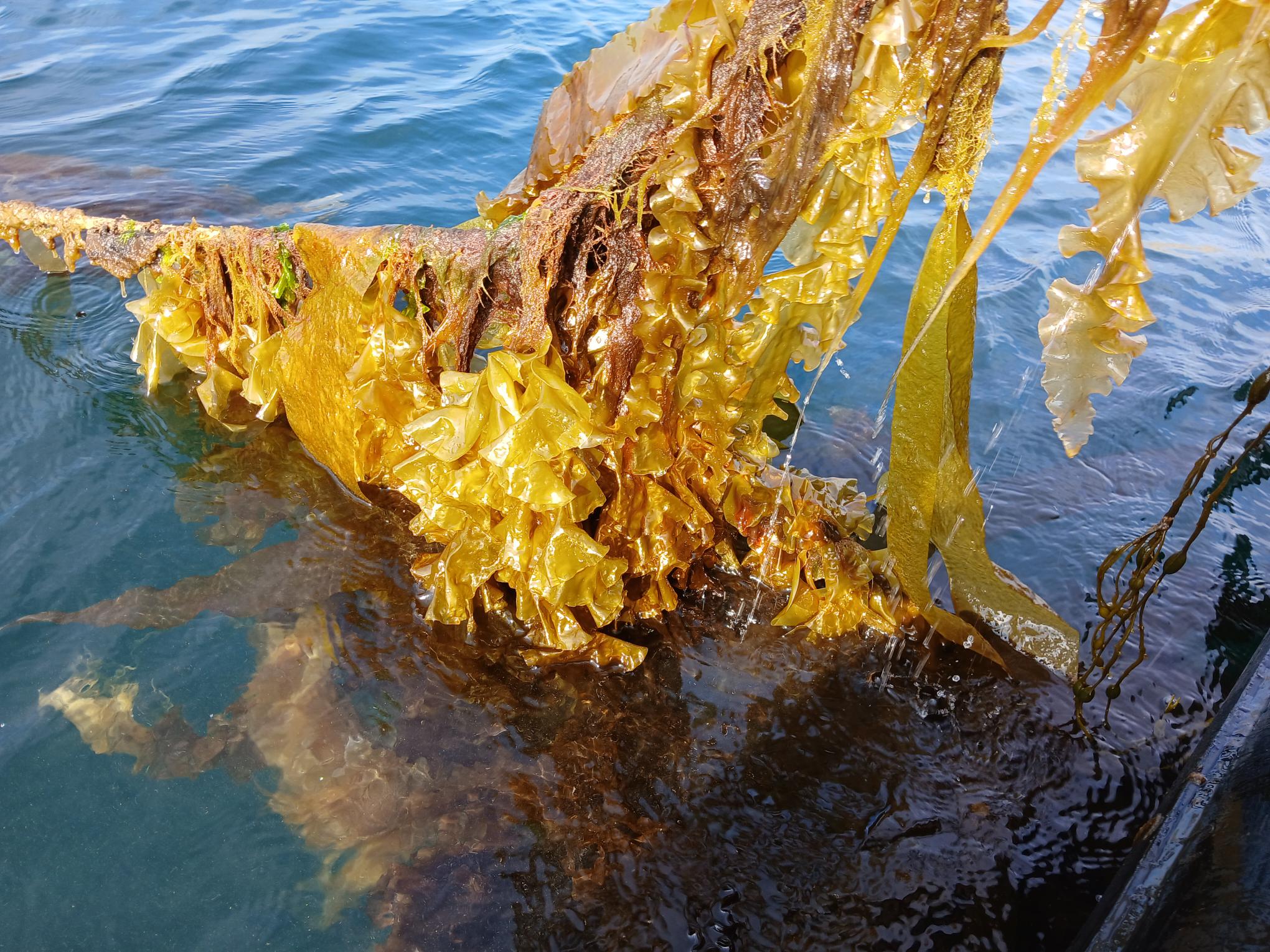 Salmon farmer in Mull seaweed collaboration