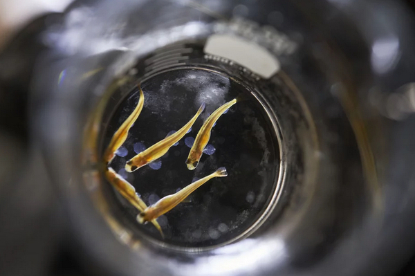 GM salmon business AquaBounty cuts its losses