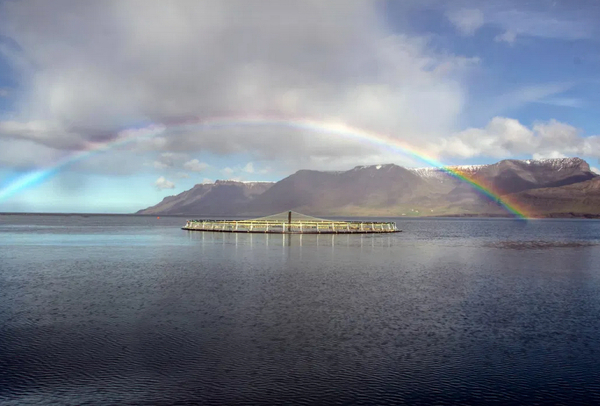 Westfjords now Iceland's star salmon region