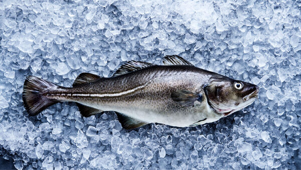 Norcod revenues soar on back of growing demand for farmed cod