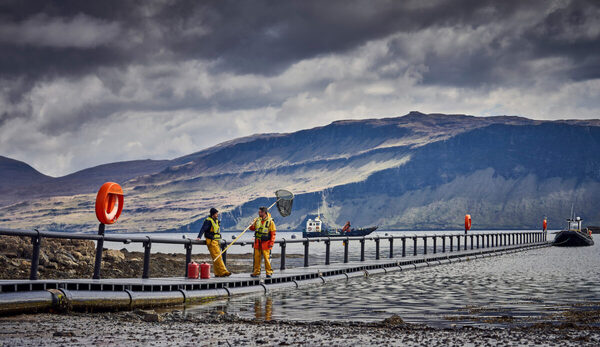 Scotland’s problems drag down Q3 results for Bakkafrost