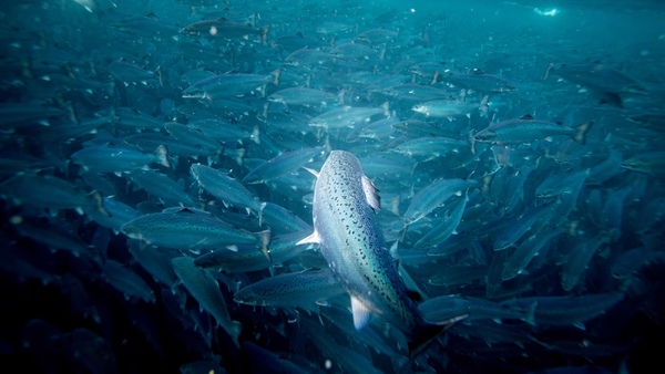 Andfjord Salmon delays Q3 update, but reports strong biological results