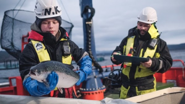 Norway aquaculture pay talks break down