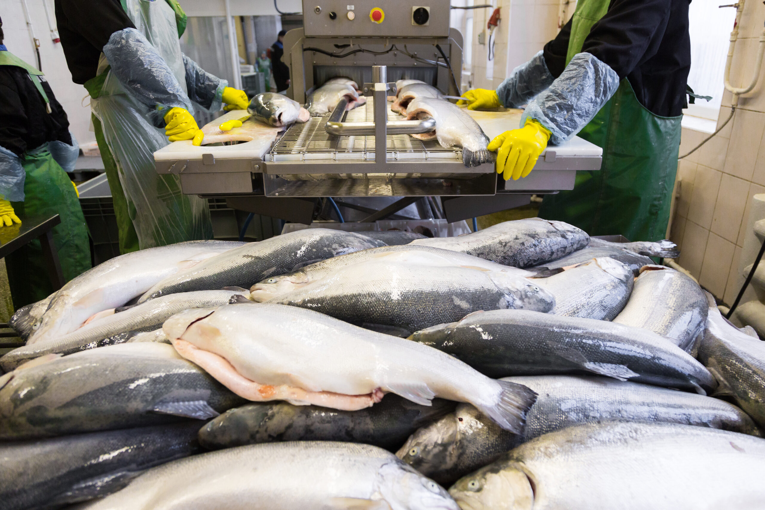 Fish Farmer - Fish Farmer - All Content - Researchers seek seafood ...
