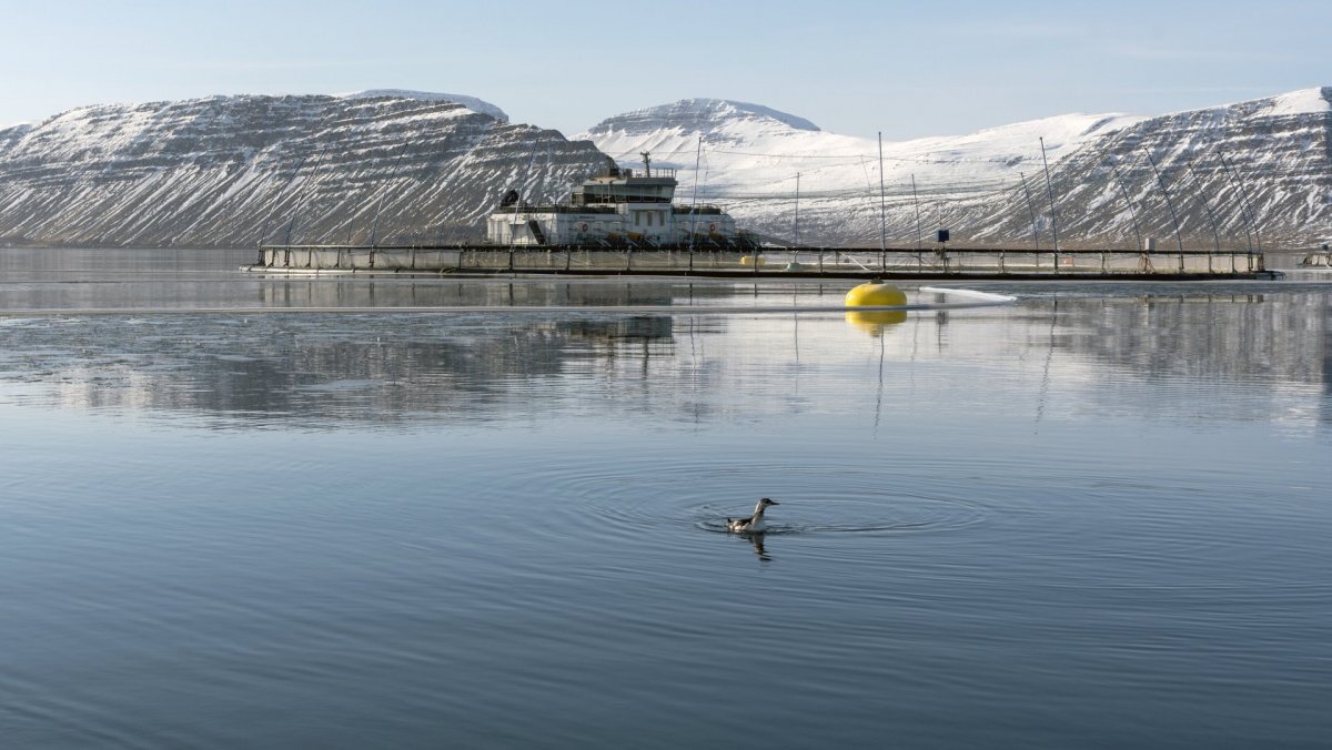 ArnarlaxfarmIcelandjpg
