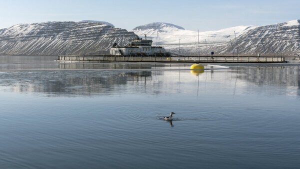 Lice takes heavy toll on Icelandic salmon farmer
