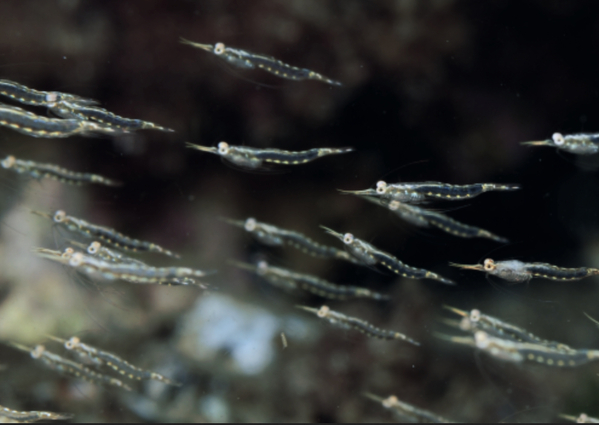 Krill oil growth spurs Aker BioMarine Q2