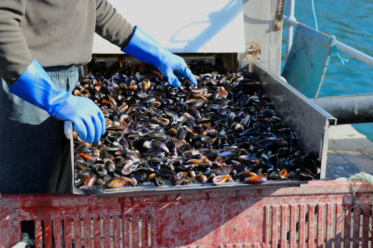 MusselsIsleofLewisAdobeStock22