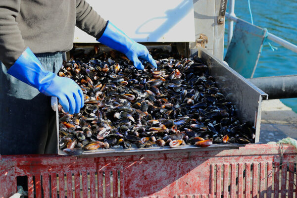 Shellfish Production