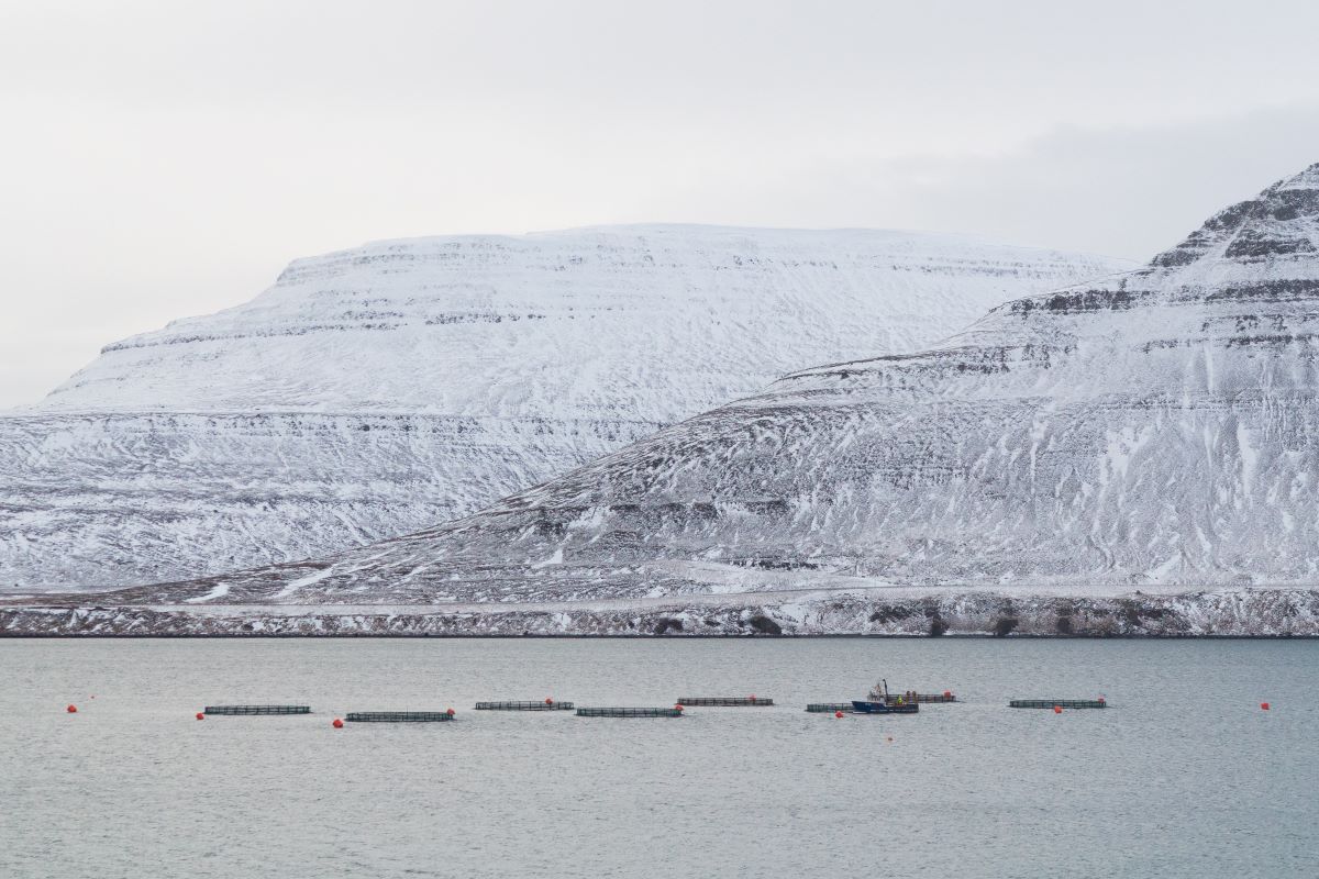 Iceland raises salmon farming levy by 46%