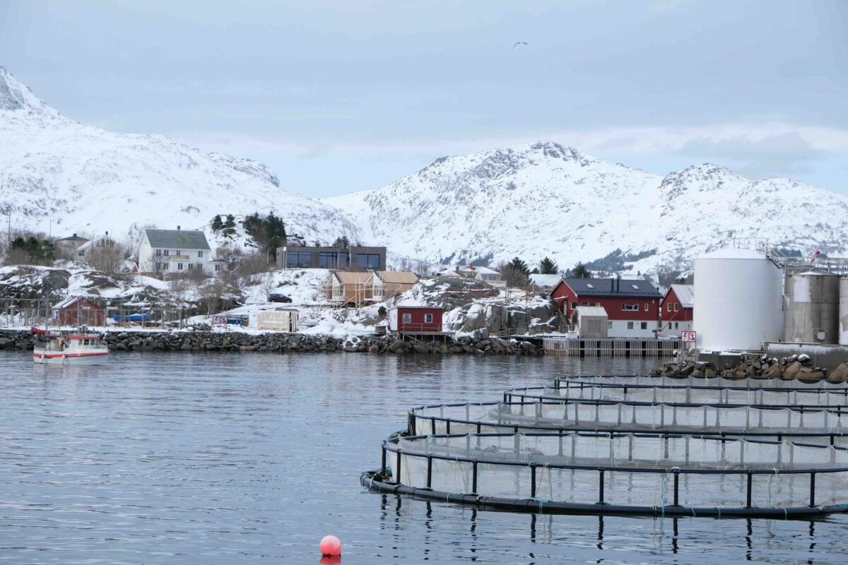 Business anger over salmon processing delays in Nordland