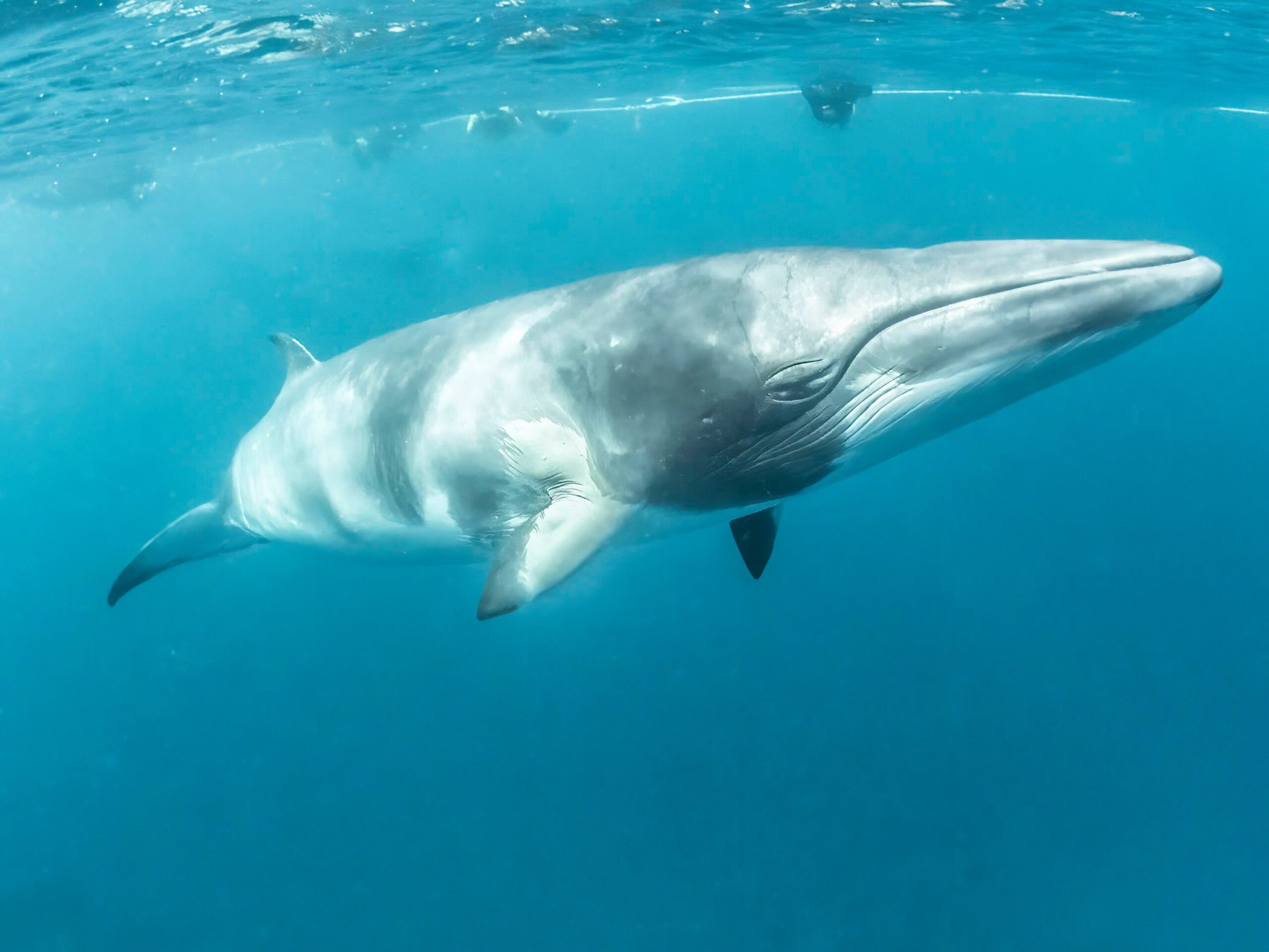 Minke whale invades salmon cage