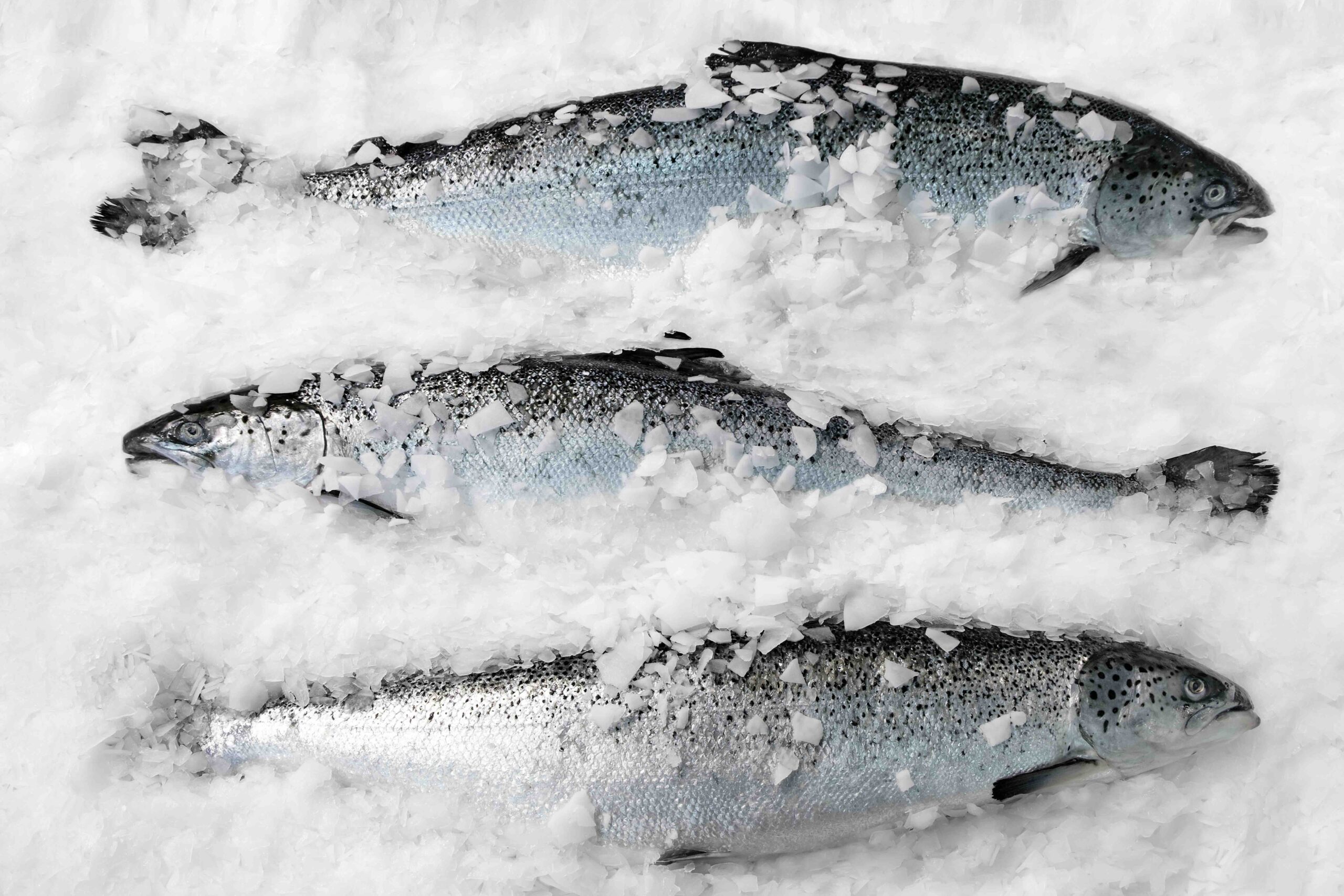 Salmon companies face nervous wait following ‘cartel’ hearing