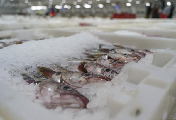 Scottish Sea Farms fined over regulatory breaches at Shetland processing plant