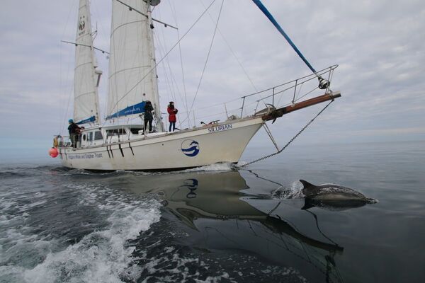 Highs and lows of whale and shark sightings