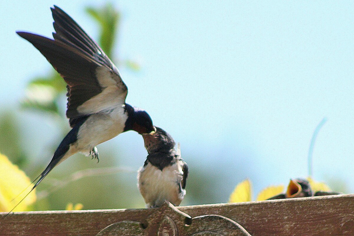 Swallow: a summer visitor feeding its young. Photograph: Angela Cassels.