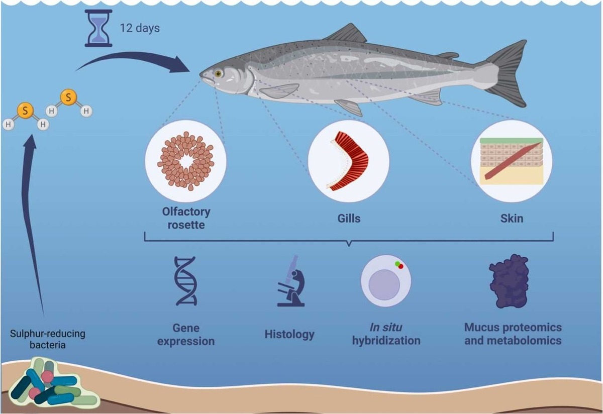 Nofima-GRAphic-H2S-300x206-20240926.jpg