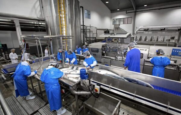 Nordic Aqua Partners delivering high quality salmon, Q2 report shows