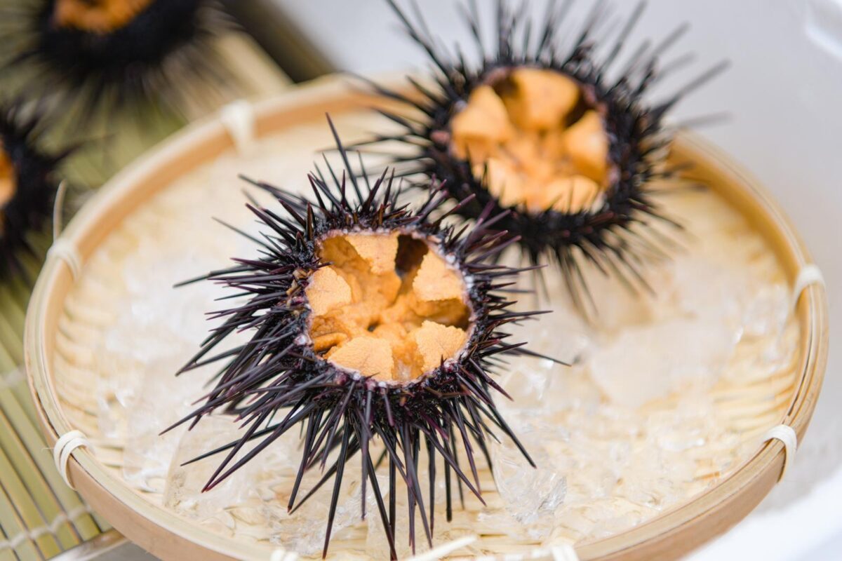 Urchin aquaculture company forges new alliances