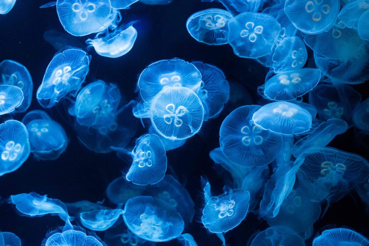Fish Farmer - News - Faroes project to assess jellyfish threat
