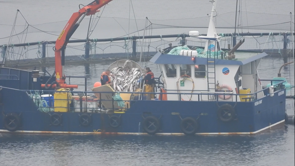 Scottish Sea Farms deny "cover-up" at Dunstaffnage