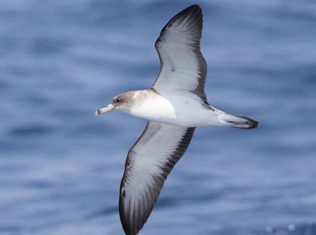 Cory's Shearwater in flight.