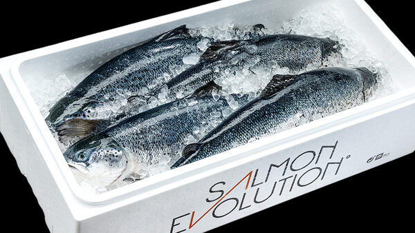 Salmon Evolution ends 2024 with strong all-round performance